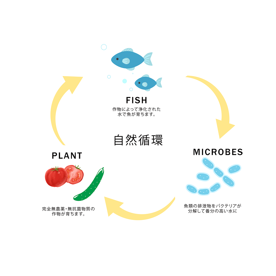 アクアポニックスの自然循環の図 FISH 作物によって浄化された水で魚が育ちます。 PLANT 完全無農薬・無抗菌物質の作物が育ちます。 MICROBES 魚類の排泄物をバクテリアが分解して栄養の高い水に