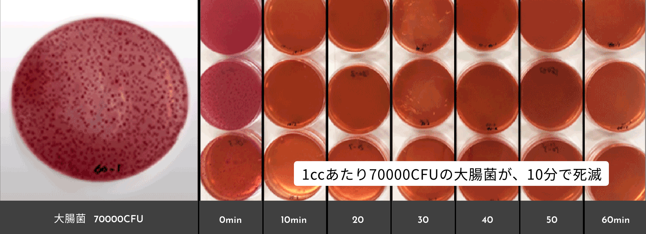 大腸菌を用いたマイクロイオニーの反応試験（減衰効果）